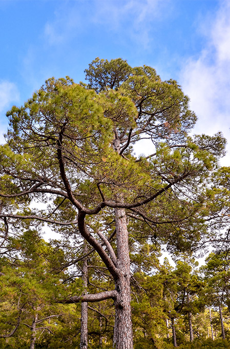 Ng Hotels Agaclarimiz Ardic M