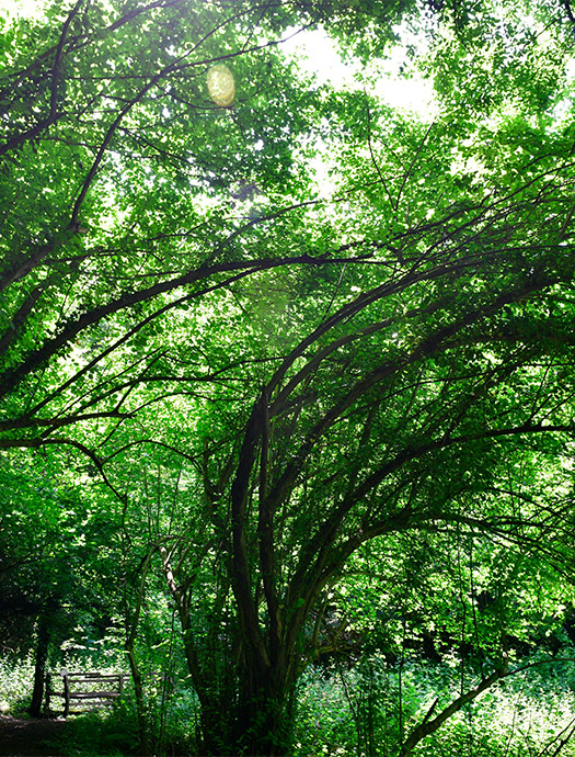 Ng Hotels Orman Yurusu Galeri M2