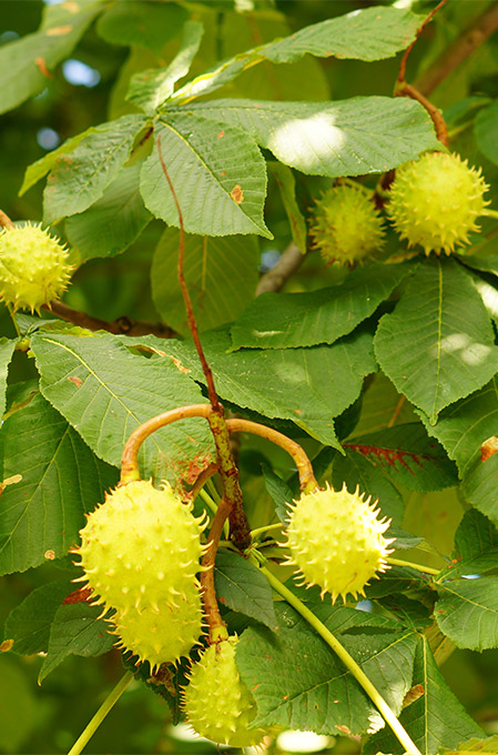 Ng Hotels Agaclarimiz Kestane M