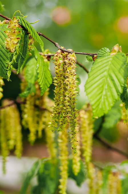 Ng Hotels Agaclarimiz Gurgen M