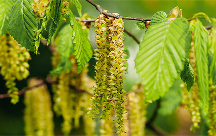 Ng Hotels Agaclarimiz Gurgen Banner M