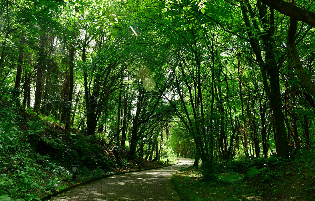 Ng Hotels Orman Yurusu Card5