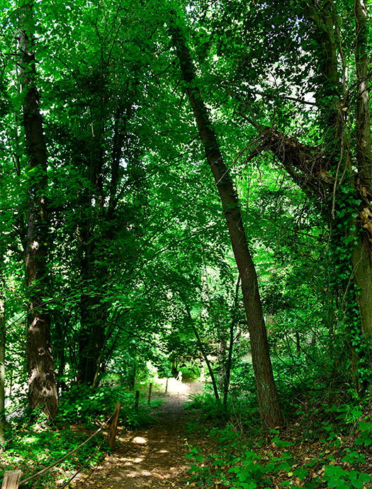 Ng Hotels Orman Yurusu Galeri M4