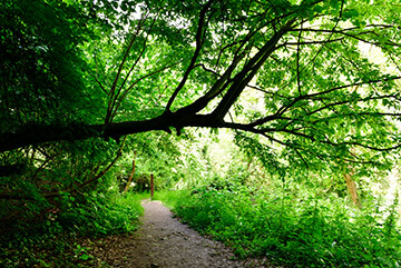 Ng Hotels Orman Yurusu Card2