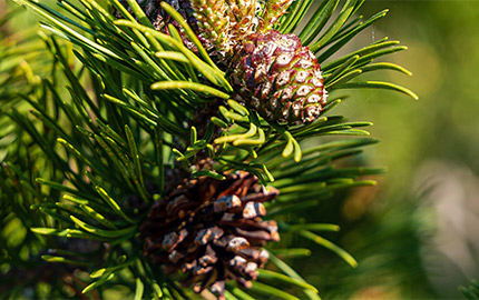 Ng Hotels Agaclarimiz Kizilcam Banner M