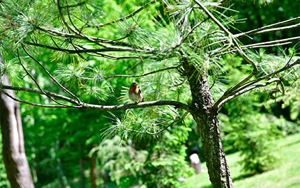 Ng Hotels Orman Banner 3 M