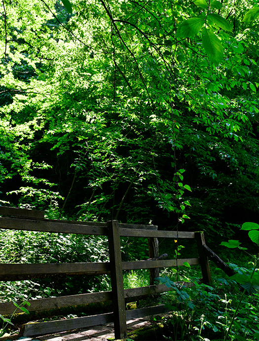 Ng Hotels Orman Yurusu Galeri M