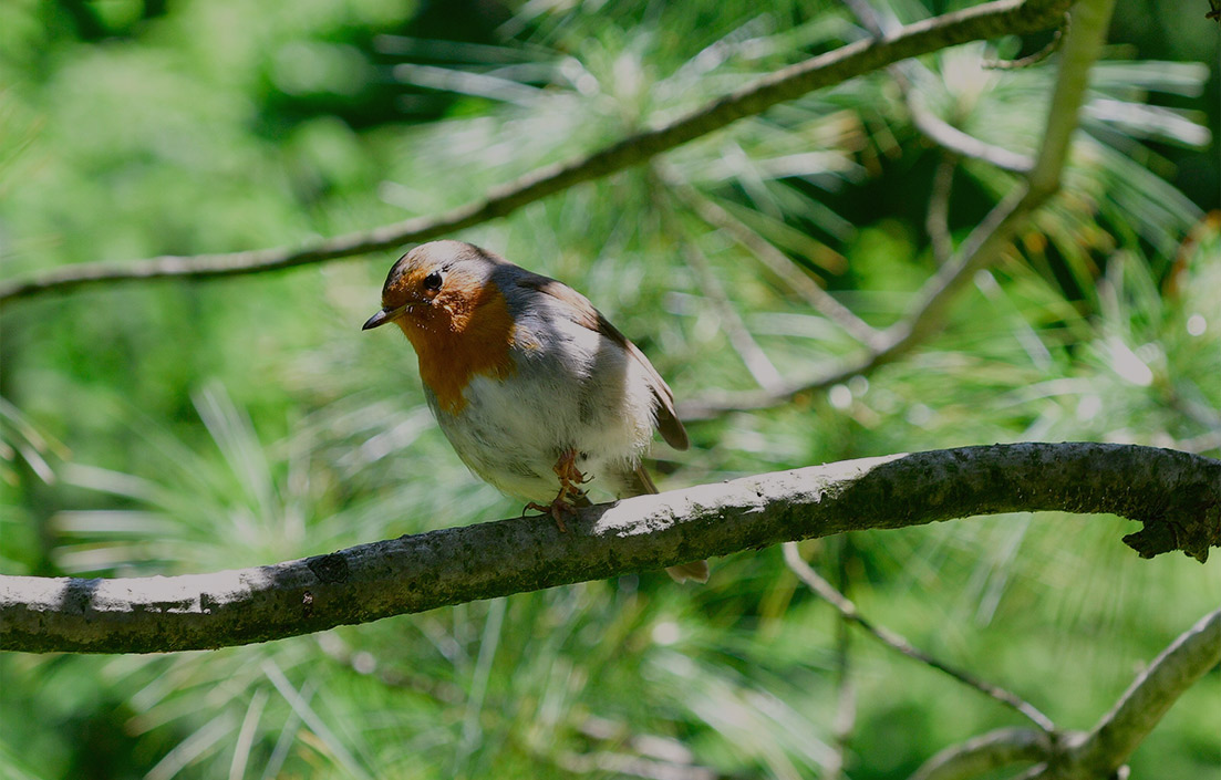 Ng Hotels Orman Yurusu Card4