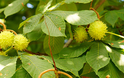 Ng Hotels Kestane Banner M