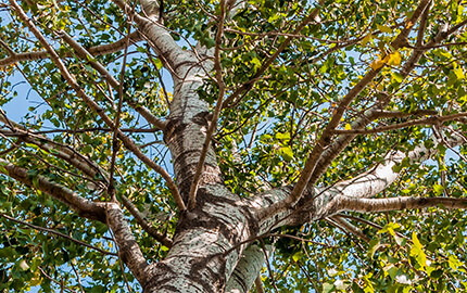 Ng Hotels Agaclarimiz Cinar Banner M