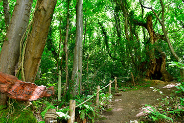 Ng Hotels Orman Yurusu Card6