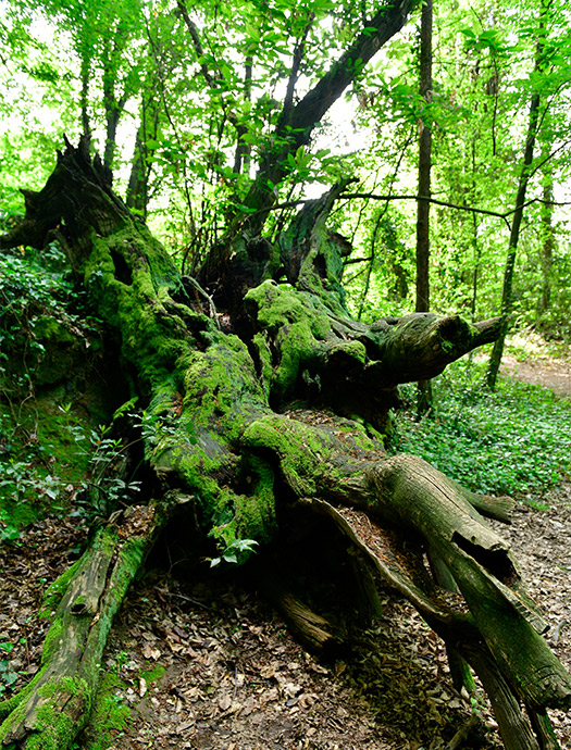 Ng Hotels Orman Yurusu Galeri M3