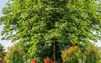 Ng Hotels Ihlamur Banner M