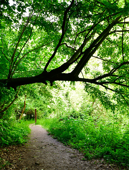 Ng Hotels Orman Yurusu Galeri M5