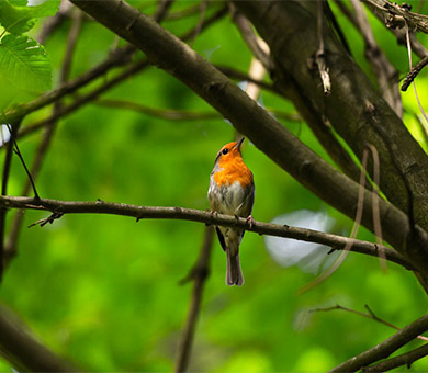 Ng Hotels Kus Panosu Card M