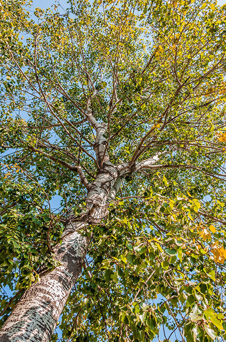 Ng Hotels Agaclarimiz Cinar M