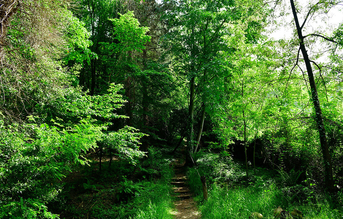 Ng Hotels Orman Yurusu Card