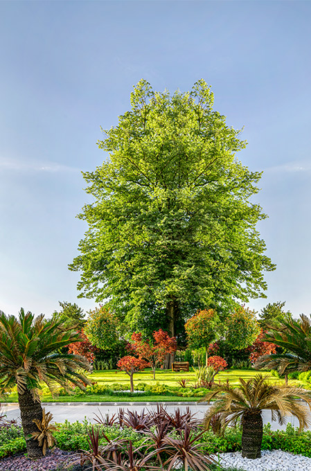 Ng Hotels Agaclarimiz Ihlamur