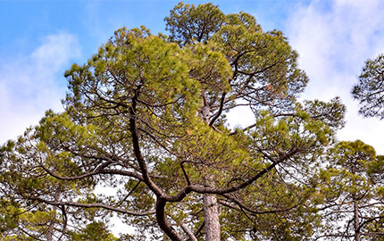 Ng Hotels Agaclarimiz Ardic Banner M